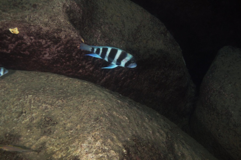 Cyphotilapia gibberosa 'Mvuna Island'